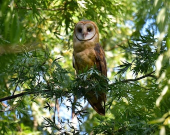 Barn Owl Print, Owl Art Print, Owl Photograph, Owl Photo,Barn Owls, Wall Decor, Fine Art, Home Decor, Nature Photography