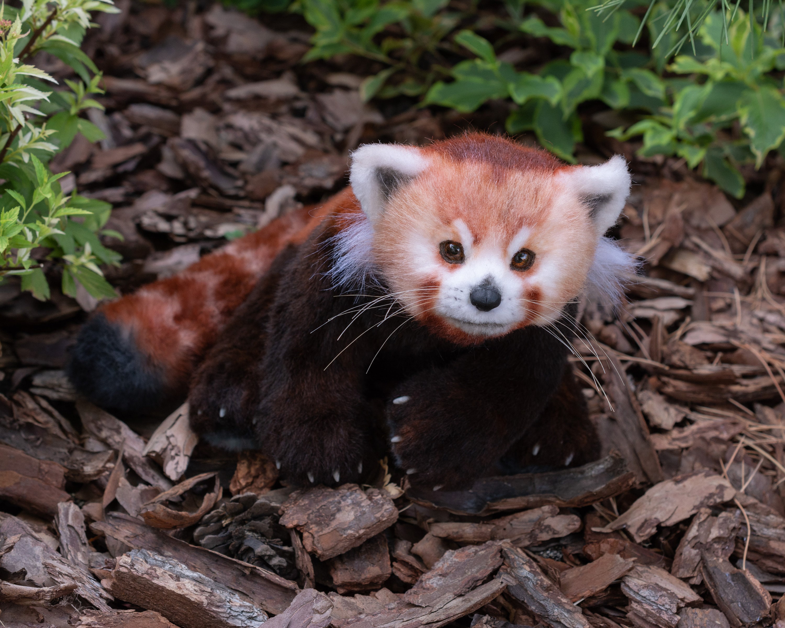 FOR ORDER. Red Panda. Stuffed Animals. Realistic Plushies Toy Etsy