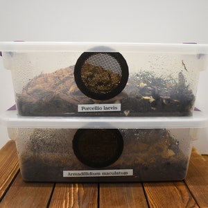 Vented Enclosure Isopod Terrarium Reptile Vivarium Container Multiple Sizes