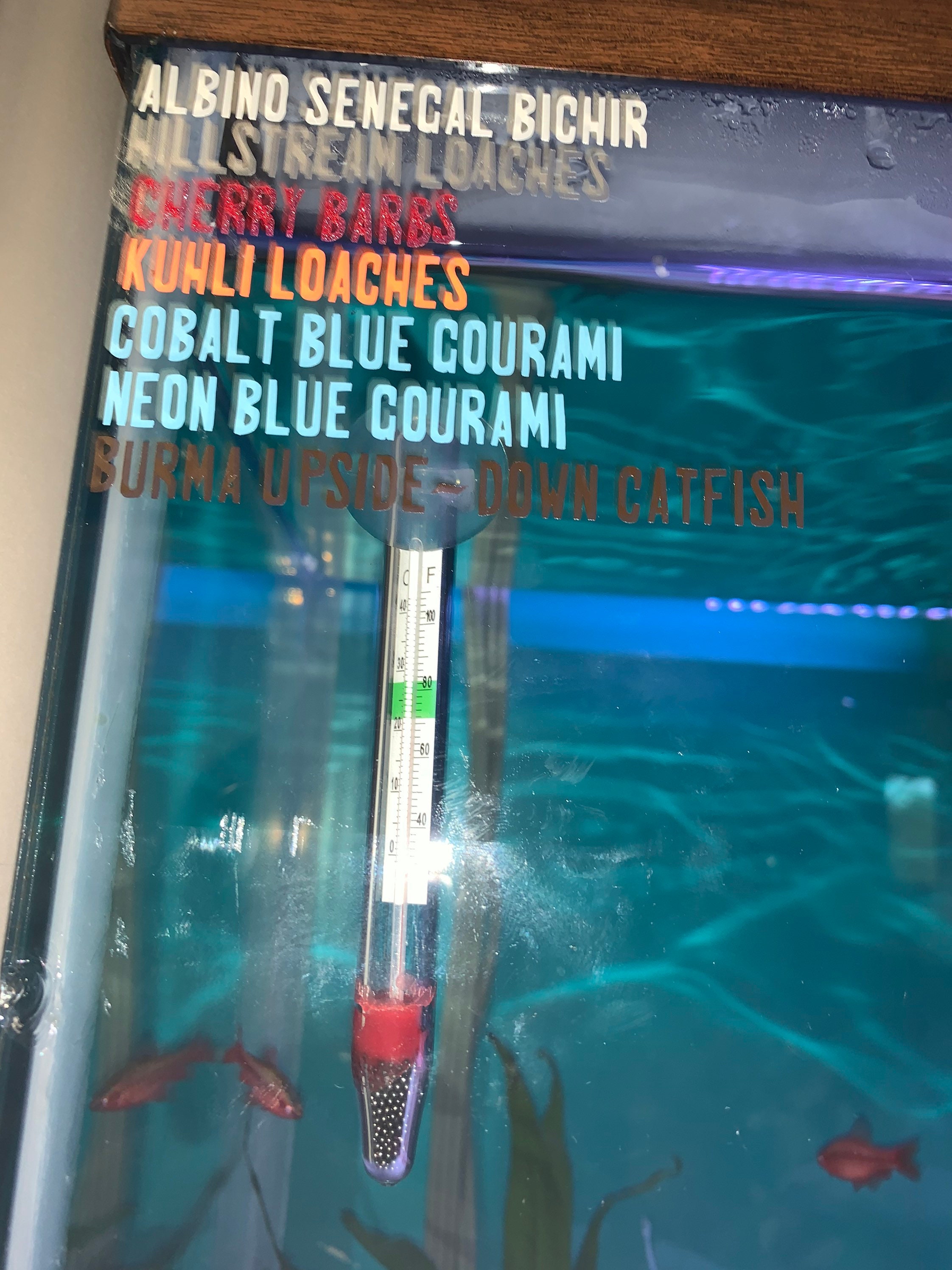 Custom Aquarium Fish Names In Vinyl Etsy