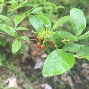 Bog Blueberry Flower Essence | Flower Essence for Money & Money Magnetism | Flower Essence for Abundance | Flower Essence for Prosperity