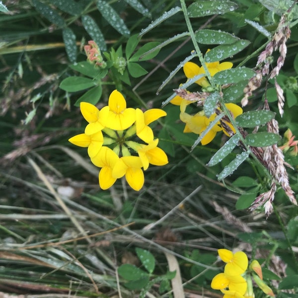 Bird's Foot Trefoil Flower Essence | Flower Essence voor Trauma | Flower Essence voor depressie | Flower Essence voor emotionele balans