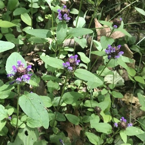 Heal-All Flower Essence | Flower Essence for Healing | Flower Essence for Health | Flower Essence for Wellness | Flower Essence for Disease