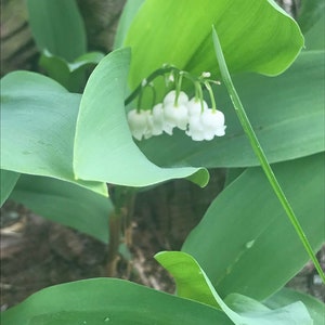 Lily Of The Valley Flower Essence | Flower Essence for Spirituality & Spiritual Growth | Flower Essence for Intuition