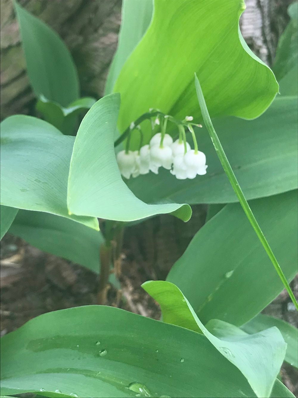 Lily of the Valley Flower Essence Flower Essence for Spirituality