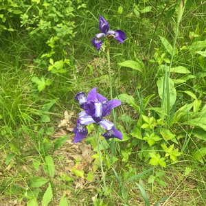 Iris Flower Essence | Flower Essence for Inspiration | Flower Essence for Creativity | Flower Essence for Manifestation & Motivation