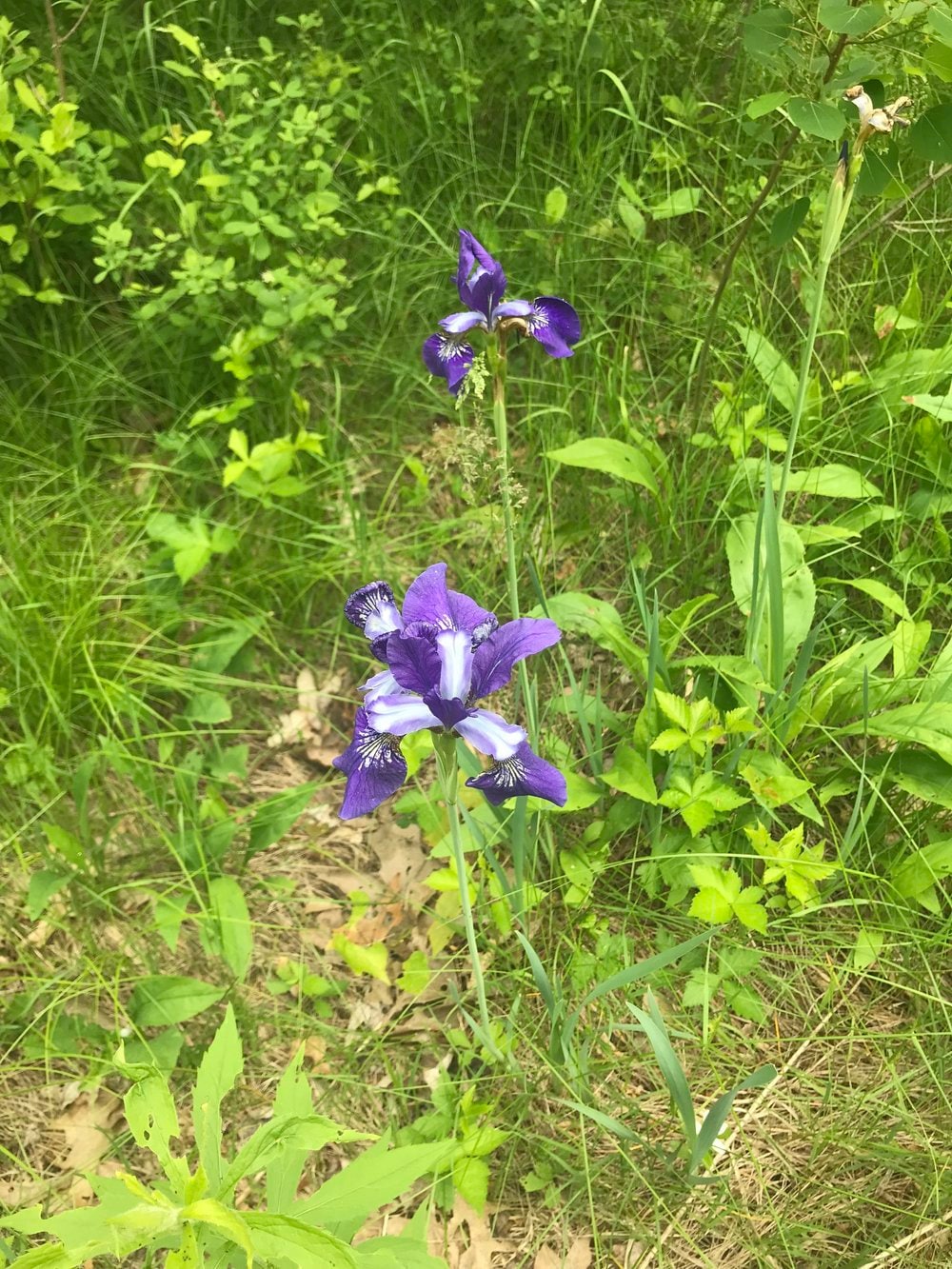 Iris Flower Essence Flower Essence for Inspiration Flower Essence for Creativity Flower Essence