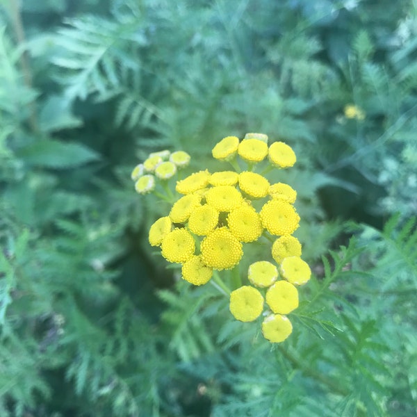 Tansy Flower Essence | Flower Essence for Motivation | Flower Essence for Productivity | Flower Essence for More Energy & Drive