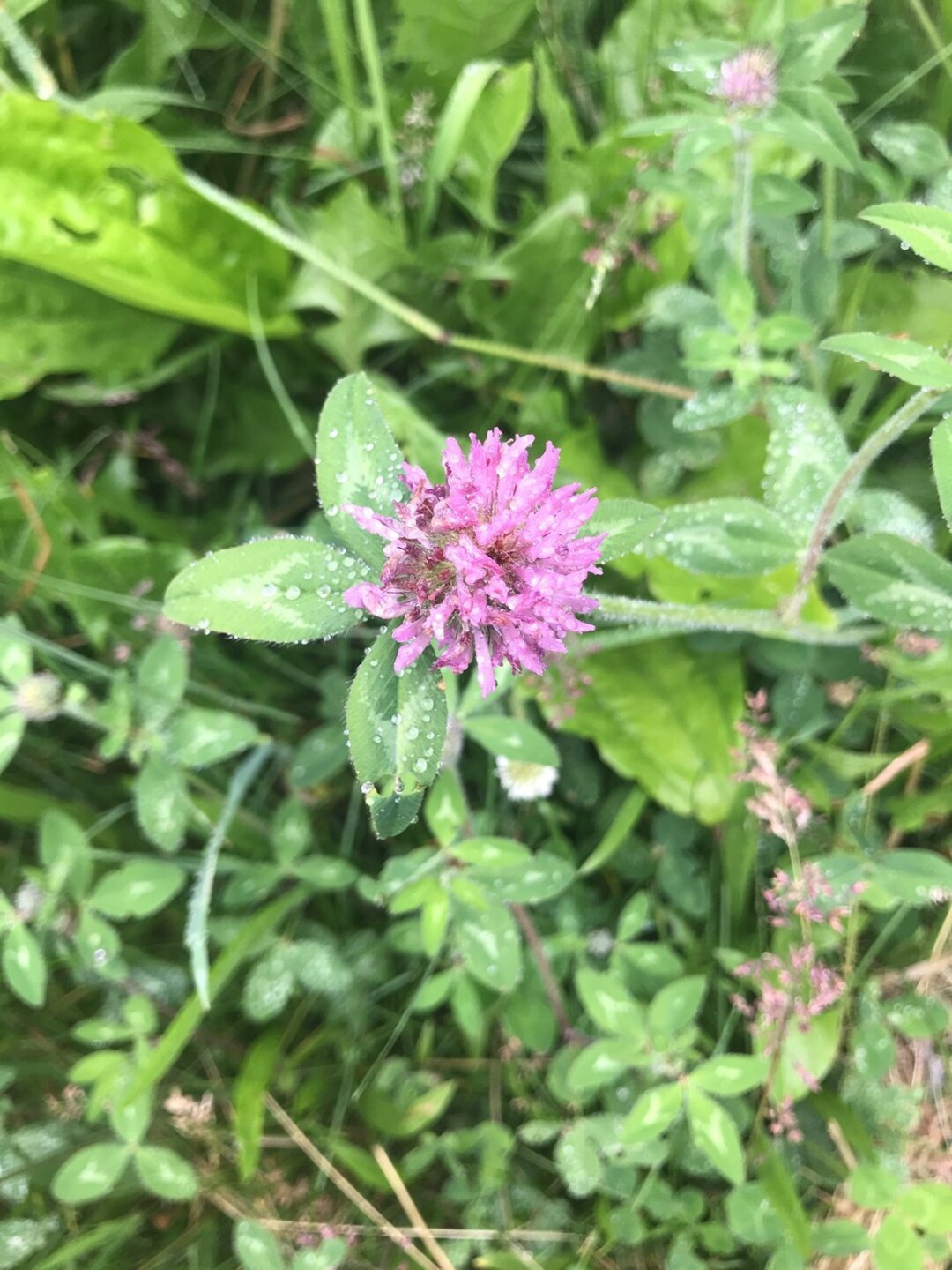 Red Clover Flower Essence Flower Essence for Fear & Emotional Balance