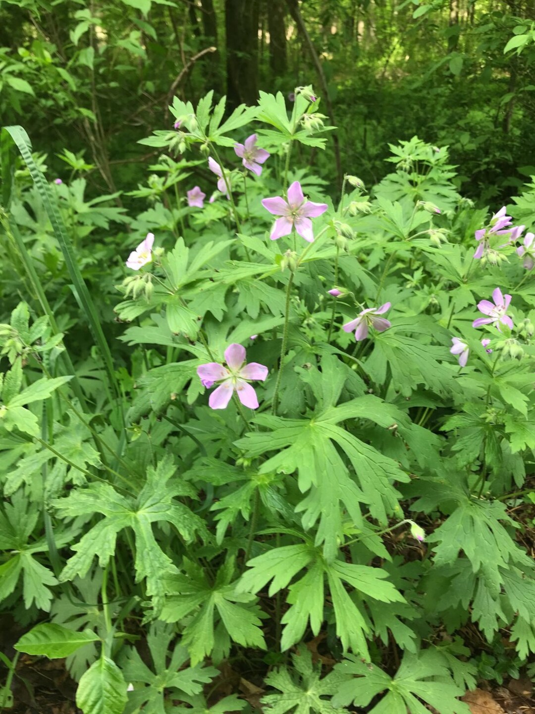 Cranesbill Geranium Flower Essence Flower Essence for Selfworth