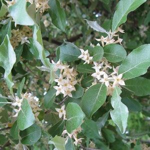 Autumn Olive Flower Essence | Flower Essence for Fear | Flower Essence for Confidence & Courage | Flower Essence for Overwhelm
