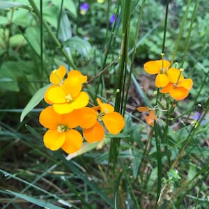 Wallflower Flower Essence | Flower Essence for Confidence | Flower Essence for Fear | Flower Essence for Self Esteem & Self Worth