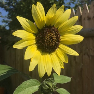 Sunflower Flower Essence | Flower Essence for Grounding | Flower Essence for Divine Feminine and Masculine | Flower Essence for Ego