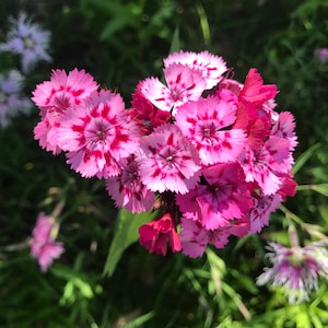 Sweet William Flower Essence | Flower Essence for Life Purpose and Clarity | Flower Essence for Spirituality & Spiritual Growth