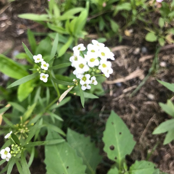 Sweet Alyssum Flower Essence | Flower Essence for Trauma | Flower Essence for Motivation | Flower Essence for Emotional Release & Happiness