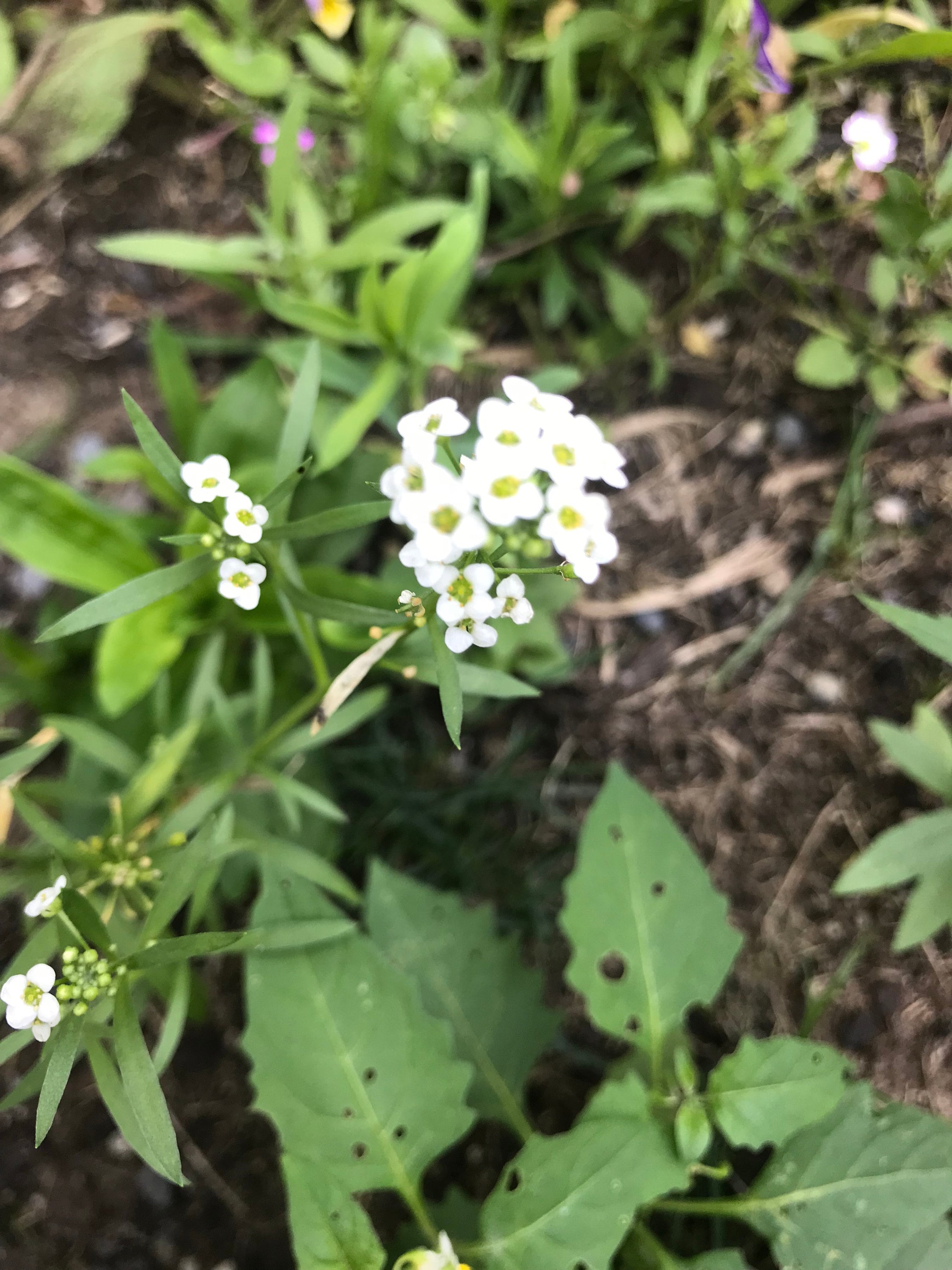 Sweet Alyssum Release Old Patterns Traumas Emotions Etsy