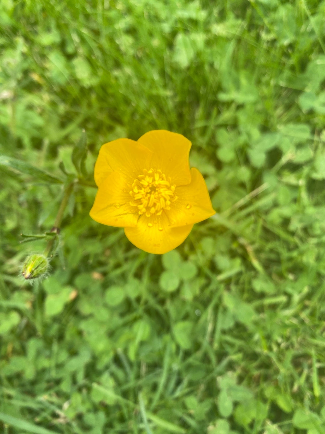 Buttercup Flower Essence Flower Essence for Happiness Etsy