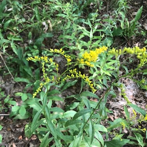 Goldenrod Flower Essence | Flower Essence for Self Worth | Flower Essence for Boundaries | Flower Essence for Confidence