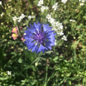 Esencia de flor de aciano / Esencia de flor para la esperanza / Esencia de flor para la fe / Esencia de flor para la confianza y la felicidad