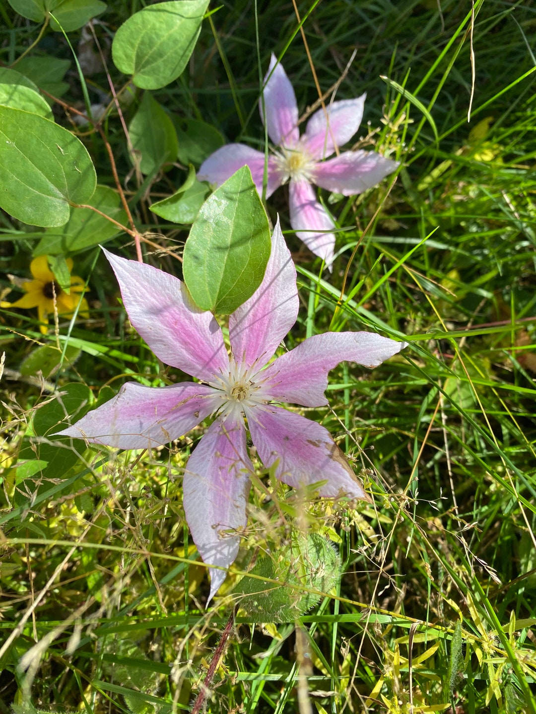 Clematis Flower Essence Flower Essence for Motivation Etsy