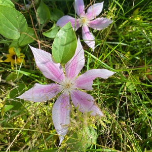 Clematis Flower Essence | Flower Essence for Motivation | Flower Essence for Focus | Flower Essence for Grounding