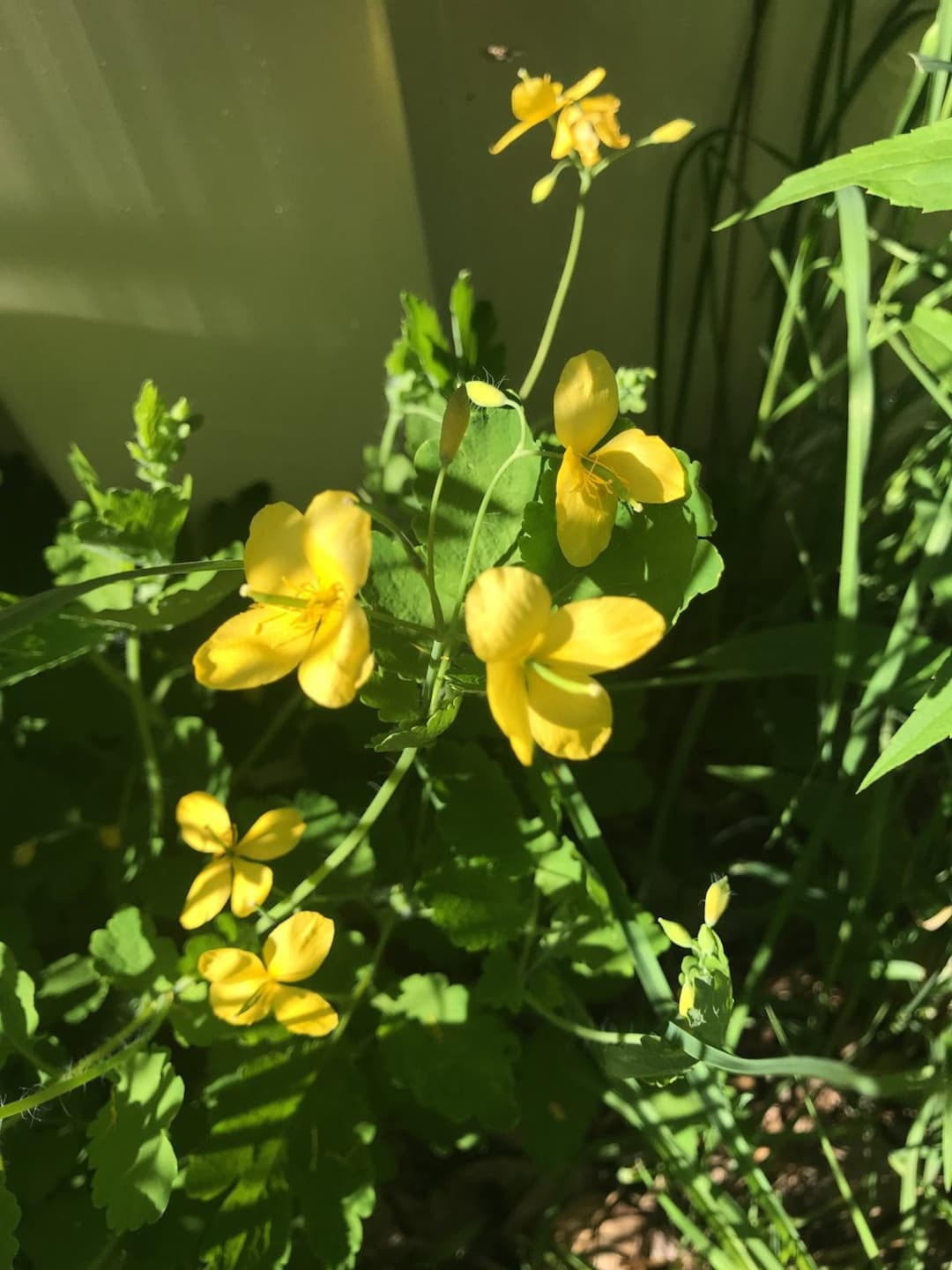 Celandine Flower Essence Flower Essence for Intuition & Spirituality Flower Essence for