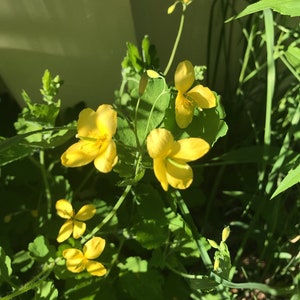 Esencia floral de Celidonia / Esencia de flor para la intuición y la espiritualidad / Esencia de flor para la comunicación / Esencia de flor para la confianza