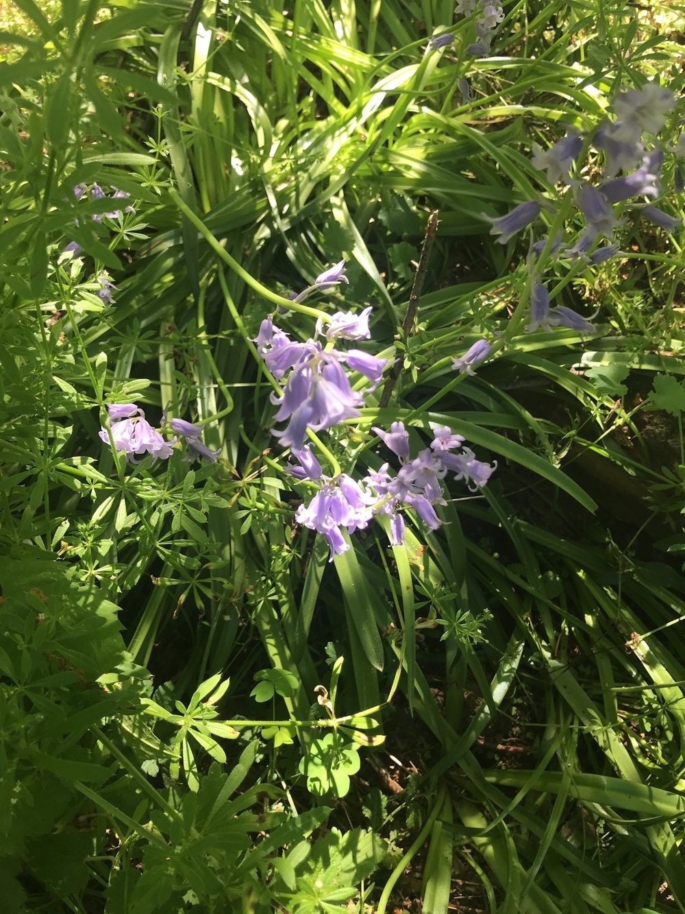 Bluebell Flower Essence Flower Essence to Heart Healing Etsy