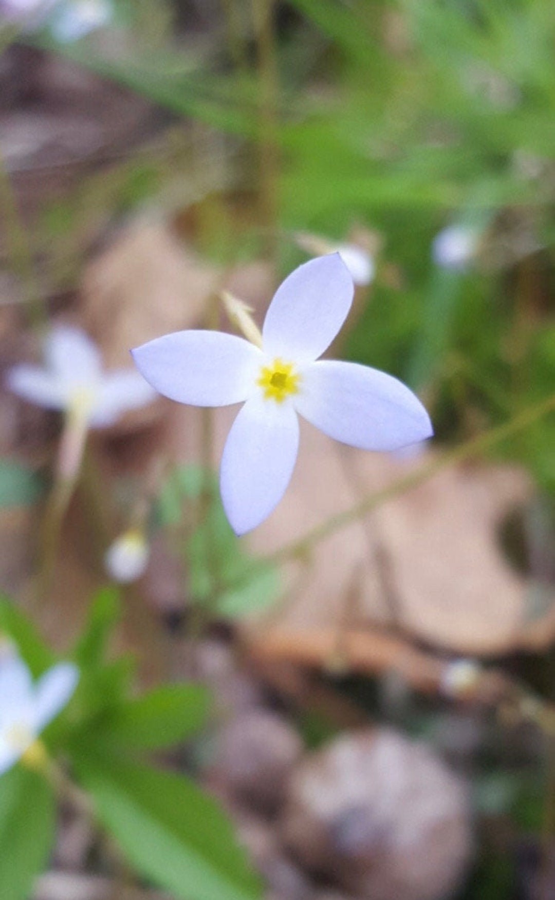 Azure Bluet Flower Essence Flower Essence for Communication Flower
