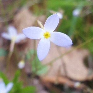 Azure Bluet Flower Essence | Flower Essence voor communicatie | Bloemenessentie voor sjamanisme | Flower Essence voor Verbinding