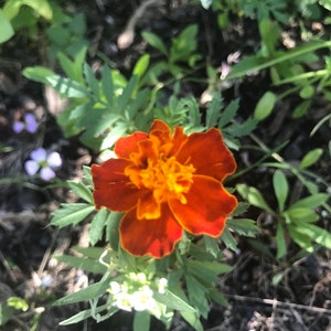 French Marigold Flower Essence | Flower Essence for Intuition | Flower Essence for Spirituality, Spiritual Growth & Psychic Abilities