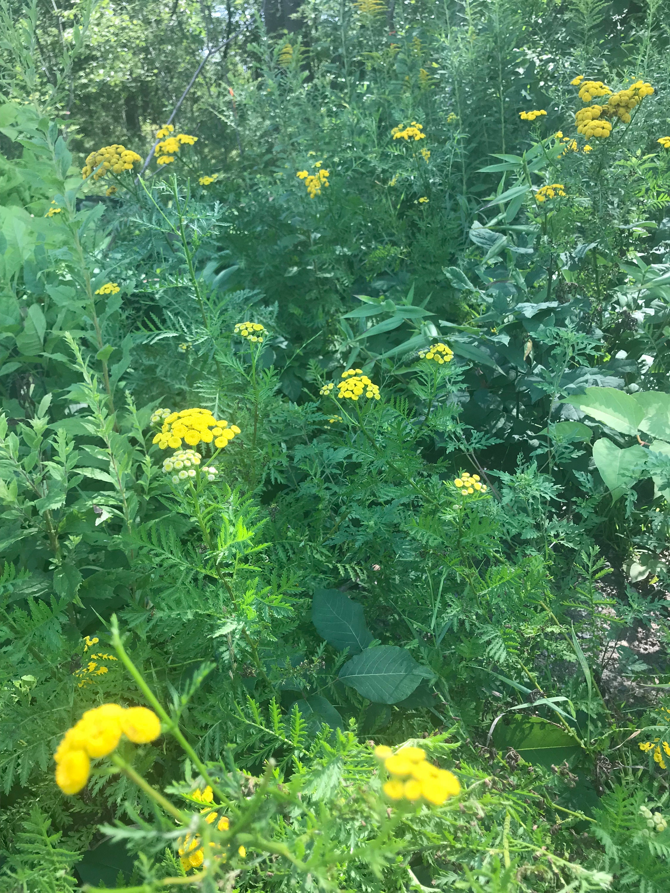 Tansy Flower Essence Flower Essence for Motivation Flower Etsy