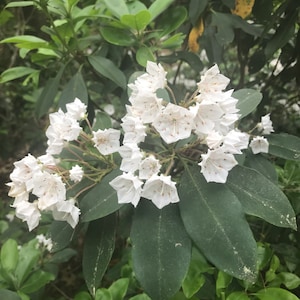 Esencia de flor de laurel de montaña / Esencia de flor para la claridad / Esencia de flor para las relaciones / Esencia de flor para la comunicación