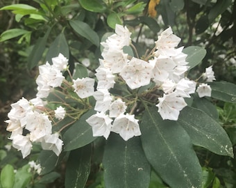 Mountain Laurel Flower Essence | Flower Essence for Clarity | Flower Essence for Relationships | Flower Essence for Communication