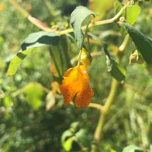 Jewelweed Flower Essence / Esencia de flor para la ansiedad / Esencia de flor para la paz y la felicidad / Esencia de flor para el miedo