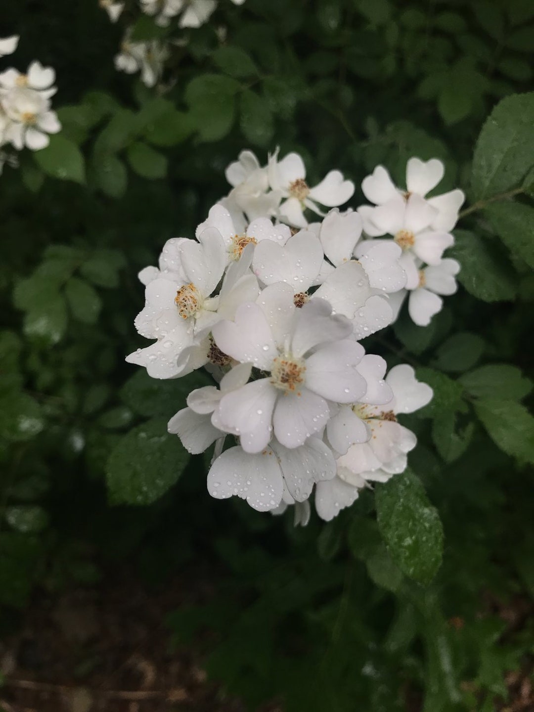 Multiflora Rose Flower Essence Flower Essence for Self Worth Flower