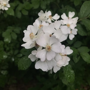 Multiflora Rose Flower Essence / Flower Essence for Self Worth / Flower Essence for Boundaries / Flower Essence for Trust & Confidence