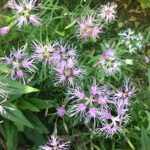 Esencia de flor rosa con flecos / Esencia de flor para claridad y perspectiva / Esencia de flor para comprensión / Esencia de flor para orientación