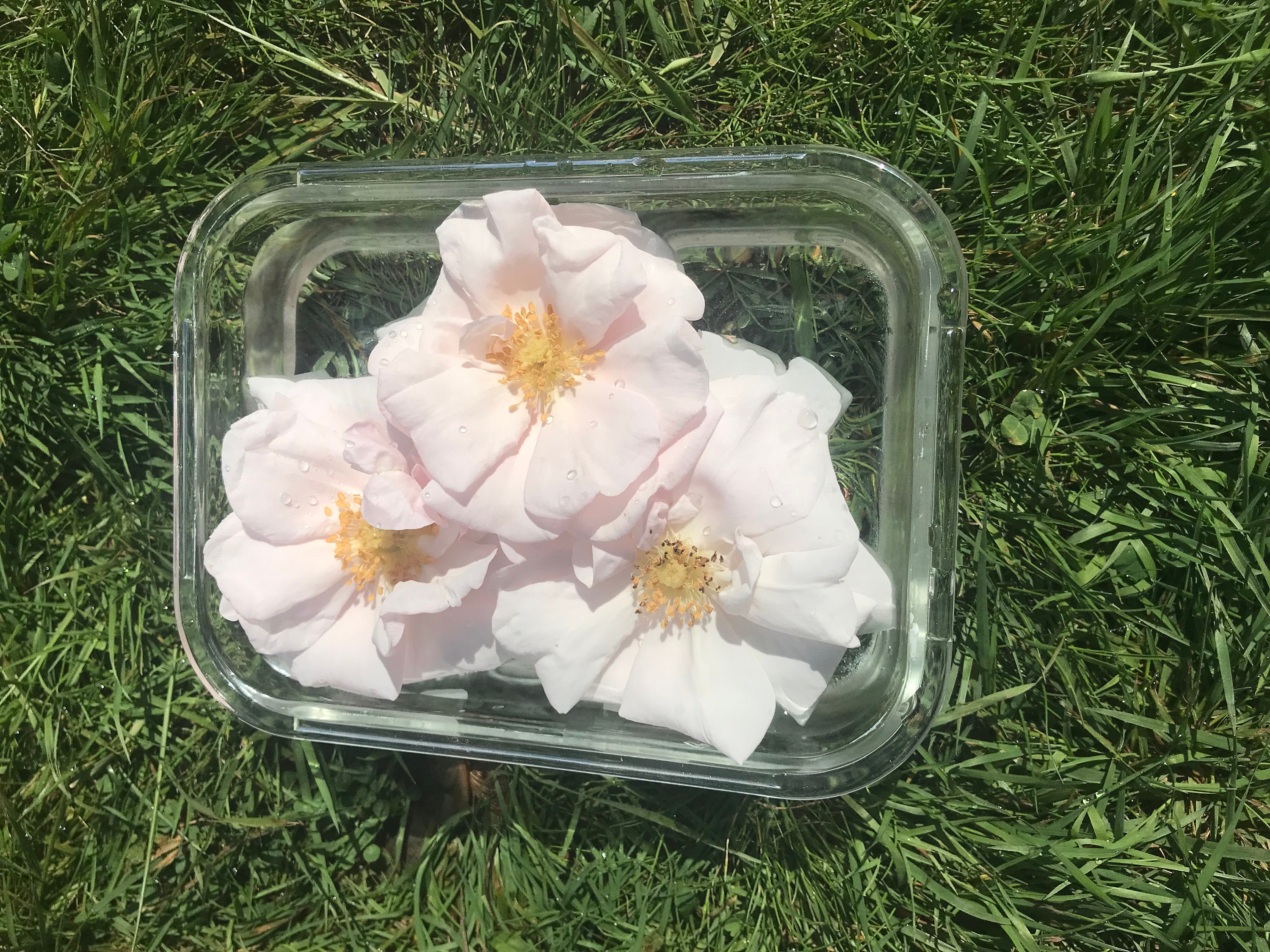 Pink Rose Flower Essence Flower Essence for Fear Flower Essence for Subconscious Trauma & Hurt