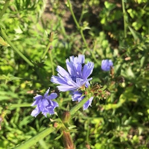 Chicory Flower Essence | Flower Essence for Codependency | Flower Essence for Love | Flower Essence for Meddling & Overbearing