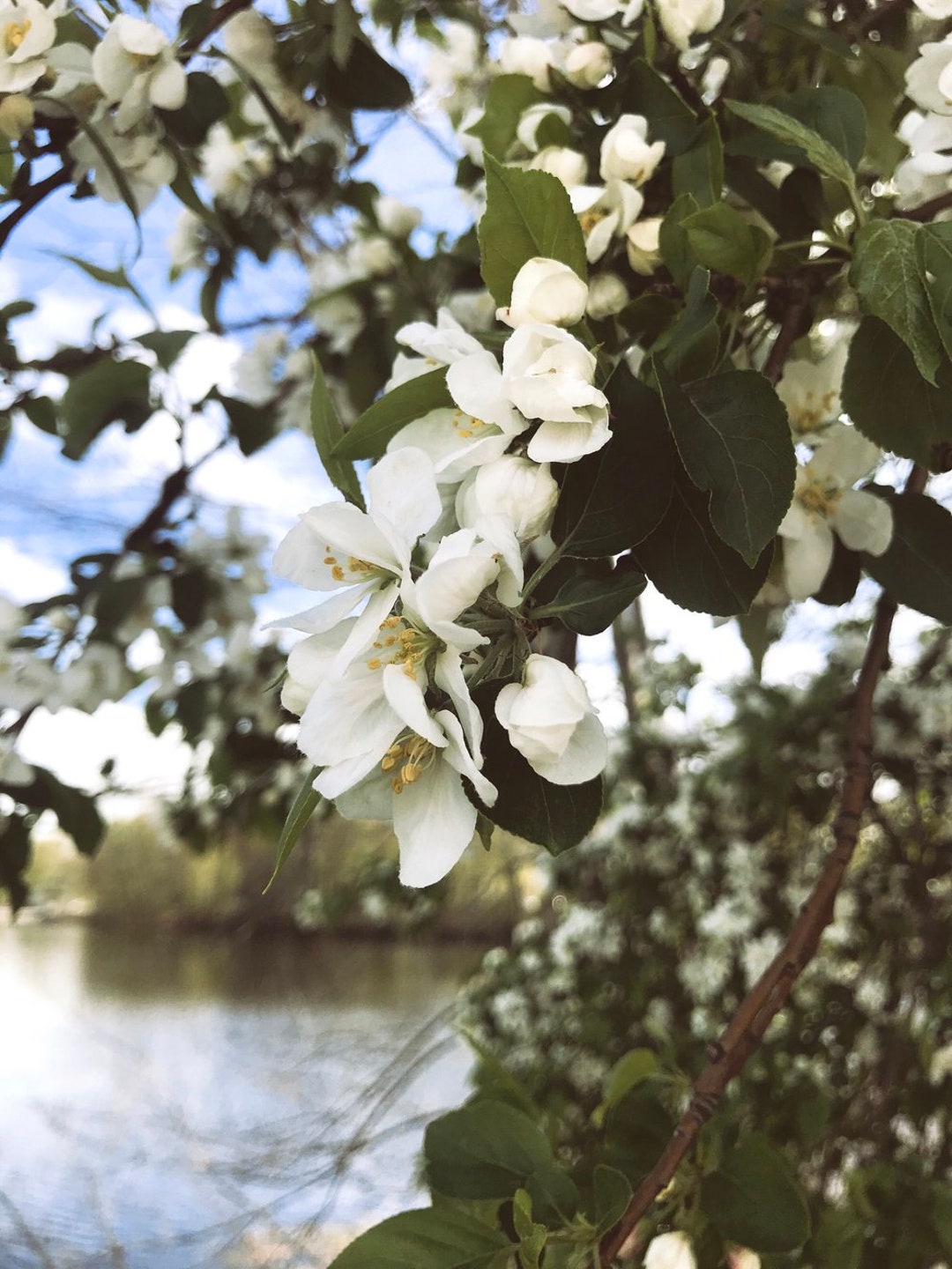 Crab Apple Flower Essence Flower Essence for Shame Flower Essence for