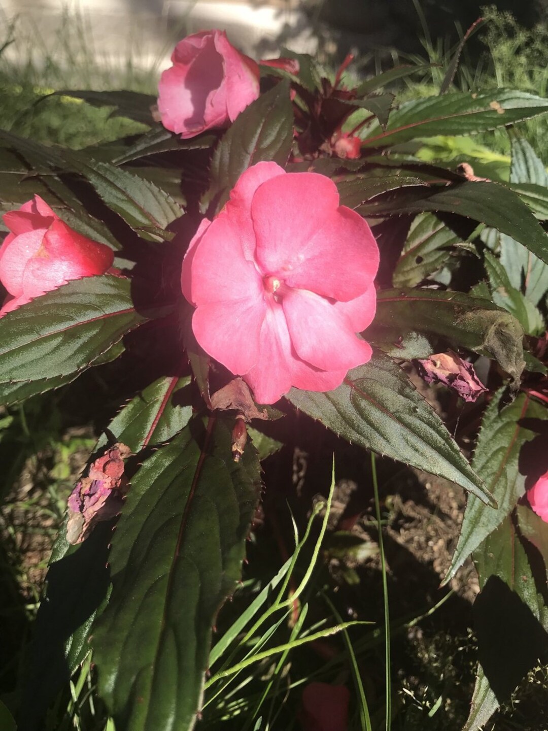 Impatiens Flower Essence Flower Essence for Patience Flower Essence for Anger Flower Essence for