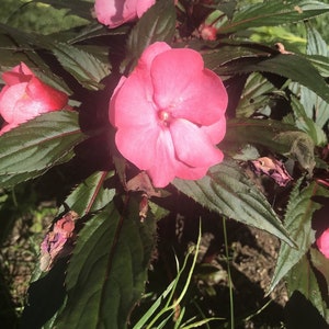 Impatiens Flower Essence | Flower Essence voor Patience | Flower Essence voor Woede | Flower Essence voor angst | Flower Essence voor Pijn