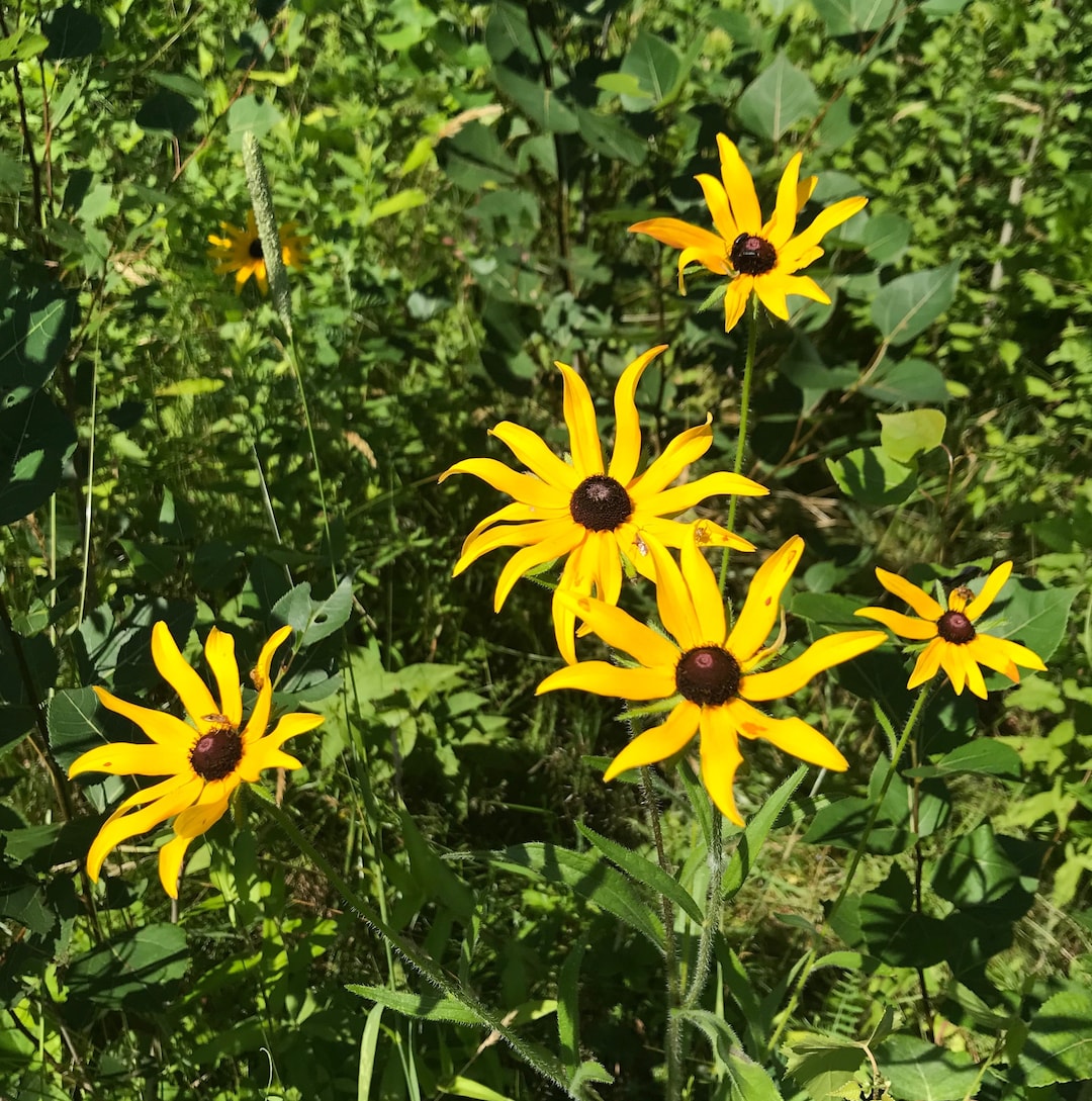 Black Eyed Susan Flower Essence Flower Essence for Etsy
