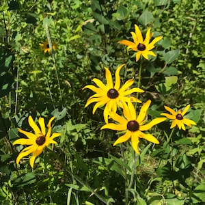 Black Eyed Susan Flower Essence | Flower Essence for Subconscious Mind | Flower Essence for Negativity & Trauma | Flower Essence for Habits