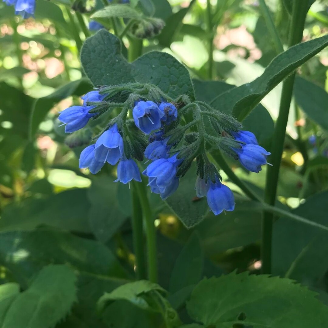 Bluebell Flower Essence Flower Essence to Heart Healing Etsy
