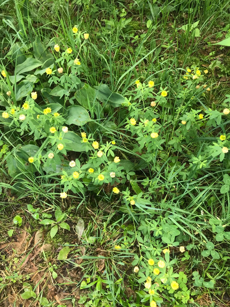 Yellow Hop Clover Flower Essence Flower Essence for Relationships