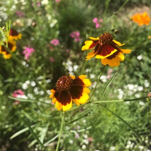 Plains Coreopsis Flower Essence | Blütenessenz für Glück | Blütenessenz für Depressionen | Blütenessenz für Die Freude