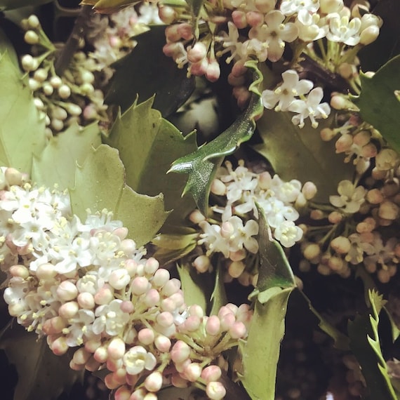 Holly Flower Essence Flower Essence for Anger Flower Etsy