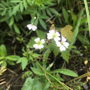 Baby&#39;s Breath Flower Essence | Flower Essence for Heart Healing | Flower Essence for Purity & Grace | Flower Essence for Lungs